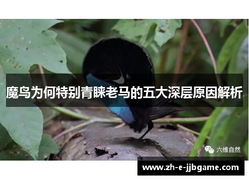 魔鸟为何特别青睐老马的五大深层原因解析